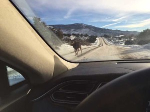 deer